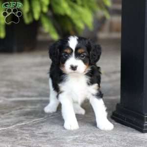 Loki, Cavapoo Puppy